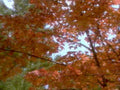 autumn maple leaves 111980s 1990s A4 Photo Print