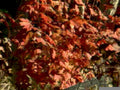 autumn maple leaves 11980s 1990s A4 Photo Print 42