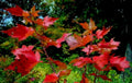 autumn maple leaves 11980s 1990s A4 Photo Print
