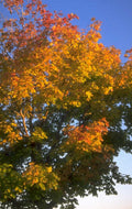 autumn maple leaves 1980s 1990s A4 Photo Print 42