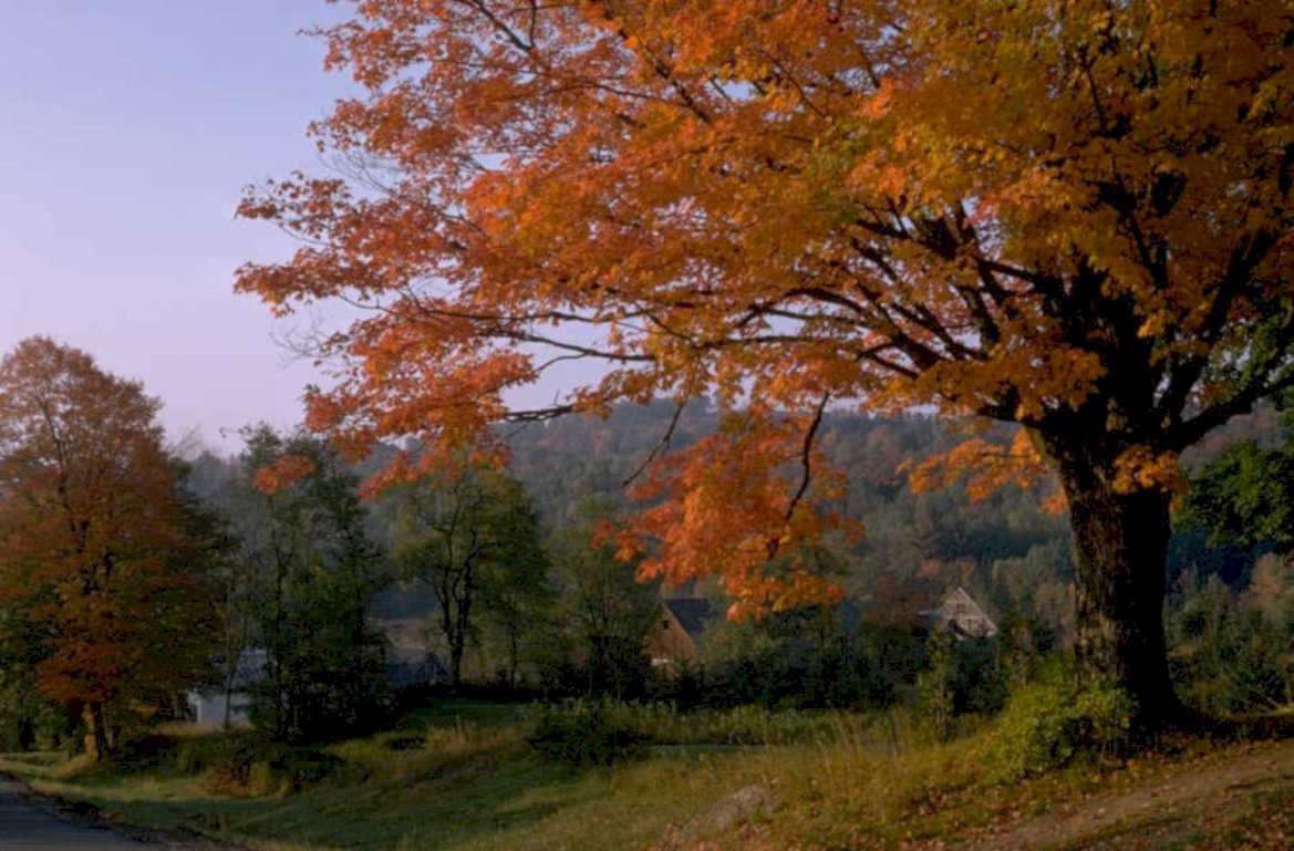 autumn maple leaves 1980s 1990s A4 Photo Print