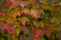 autumn maple leaves 2 1980s 1990s A4 Photo Print