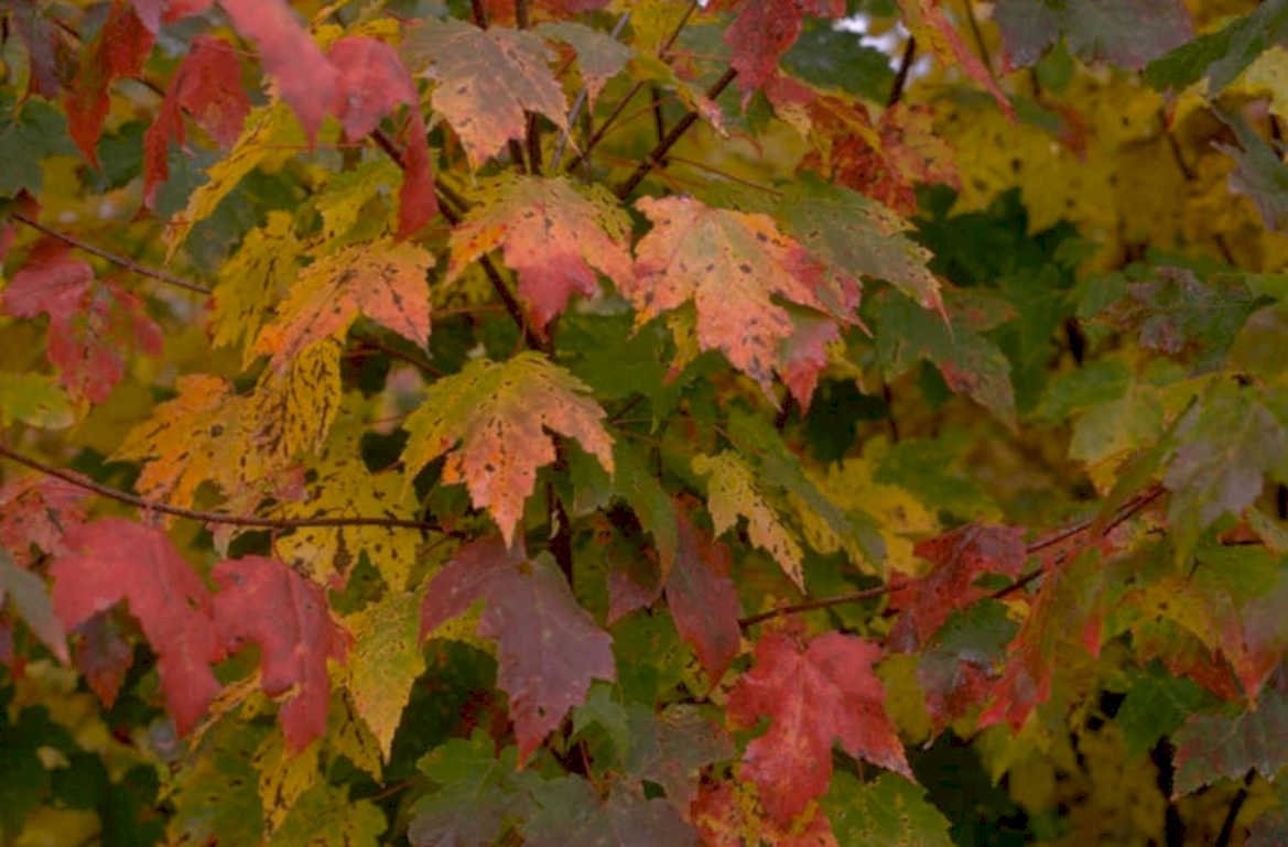 autumn maple leaves 2 1980s 1990s A4 Photo Print