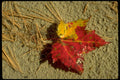 autumn maple leaves 21980s 1990s A4 Photo Print
