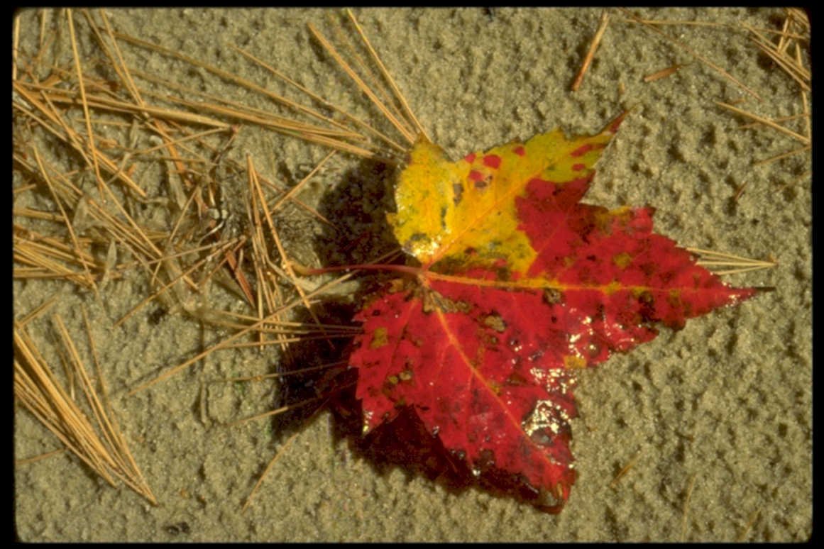 autumn maple leaves 21980s 1990s A4 Photo Print