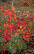autumn maple leaves 3 1980s 1990s A4 Photo Print