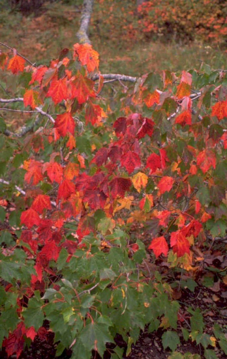autumn maple leaves 3 1980s 1990s A4 Photo Print