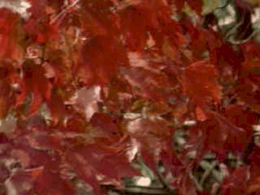autumn maple leaves 31980s 1990s A4 Photo Print