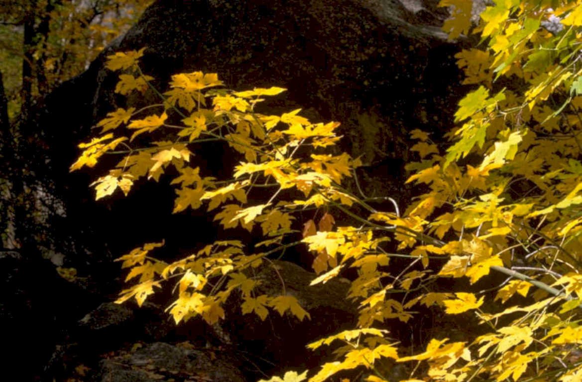 autumn maple leaves 4 1980s 1990s A4 Photo Print