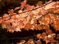 autumn maple leaves 41980s 1990s A4 Photo Print