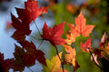 autumn maple leaves 5 1980s 1990s A4 Photo Print