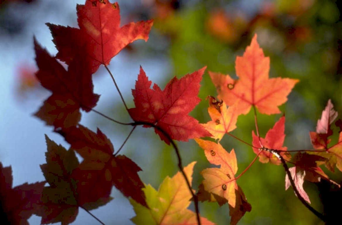 autumn maple leaves 5 1980s 1990s A4 Photo Print