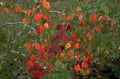 autumn maple leaves 6 1980s 1990s A4 Photo Print