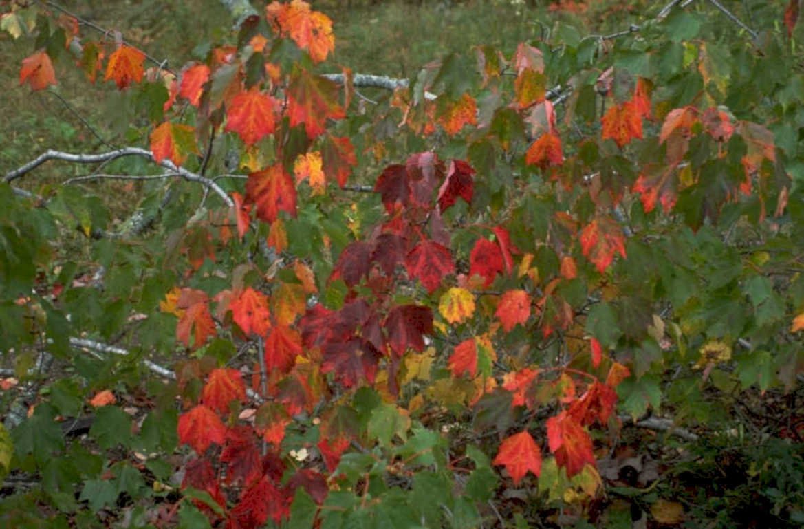 autumn maple leaves 6 1980s 1990s A4 Photo Print