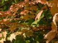 autumn maple leaves 61980s 1990s A4 Photo Print