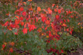 autumn maple leaves 7 1980s 1990s A4 Photo Print