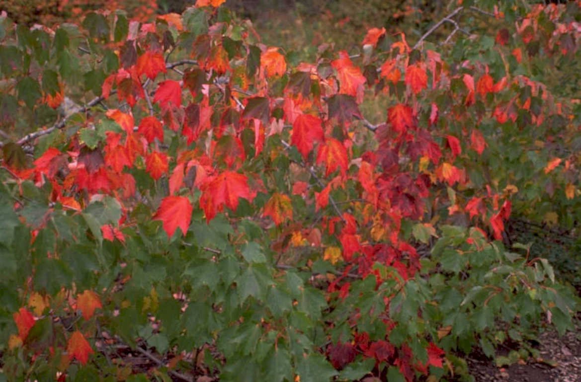 autumn maple leaves 7 1980s 1990s A4 Photo Print