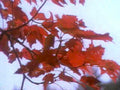 autumn maple leaves 71980s 1990s A4 Photo Print