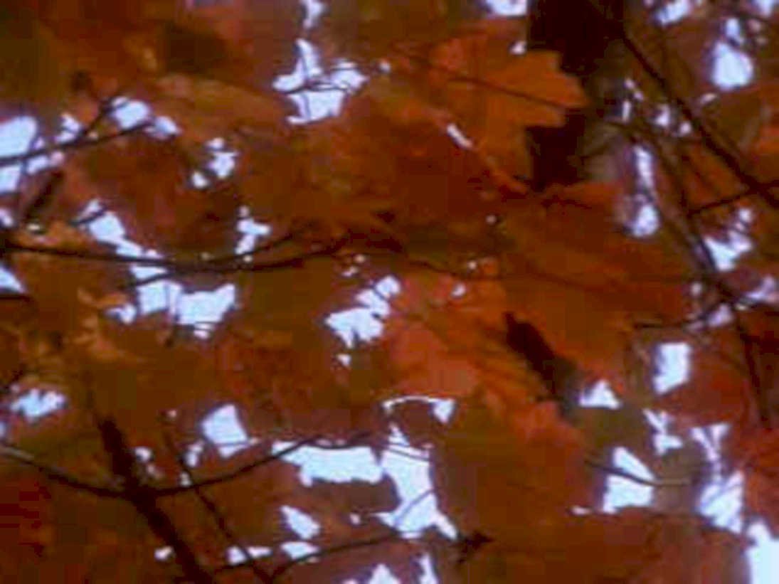 autumn maple leaves 81980s 1990s A4 Photo Print