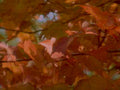 autumn maple leaves 91980s 1990s A4 Photo Print