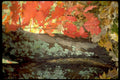 autumn maple lichen1980s 1990s A4 Photo Print