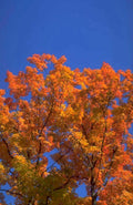 autumn maple orange 1980s 1990s A4 Photo Print