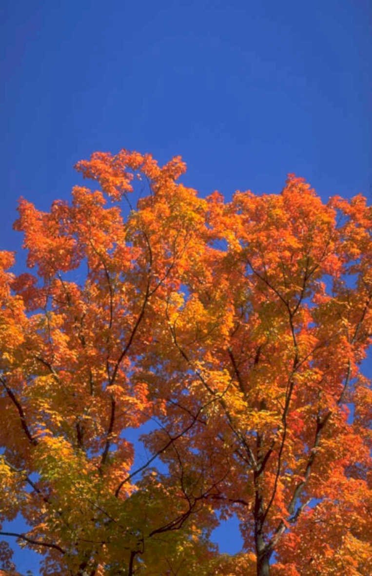 autumn maple orange 1980s 1990s A4 Photo Print