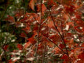 autumn maple red 11980s 1990s A4 Photo Print