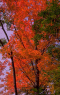 autumn maple red 1980s 1990s A4 Photo Print