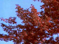autumn maple red 21980s 1990s A4 Photo Print