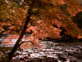autumn maple river1980s 1990s A4 Photo Print