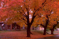 autumn maple street 1980s 1990s A4 Photo Print