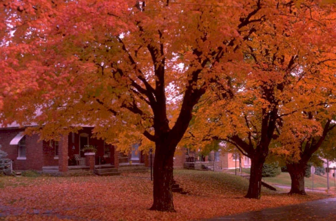 autumn maple street 1980s 1990s A4 Photo Print