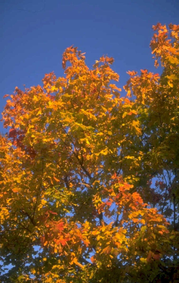 autumn maple tree 1 1980s 1990s A4 Photo Print 42