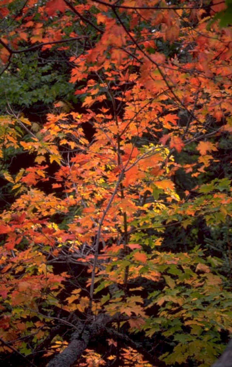 autumn maple tree 1 1980s 1990s A4 Photo Print