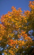 autumn maple tree 2 1980s 1990s A4 Photo Print 42