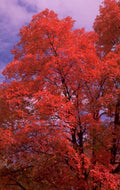 autumn maple tree 2 1980s 1990s A4 Photo Print