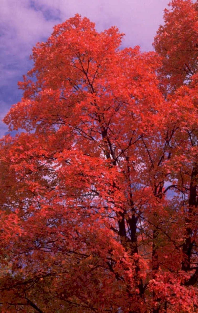 autumn maple tree 2 1980s 1990s A4 Photo Print