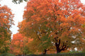 autumn maple tree 3 1980s 1990s A4 Photo Print