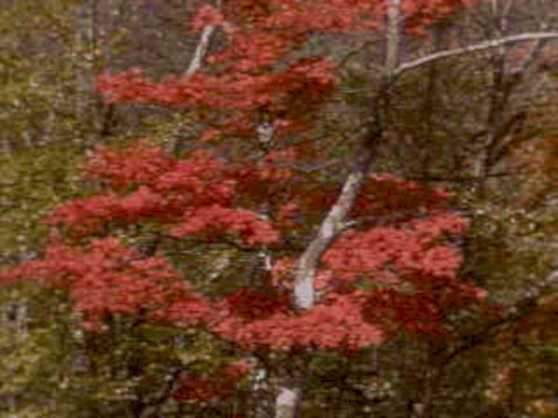 autumn maple tree1980s 1990s A4 Photo Print