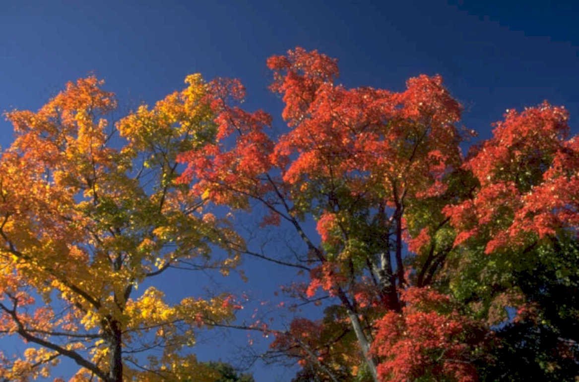 autumn maple trees 1980s 1990s A4 Photo Print