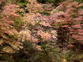 autumn maples forest1980s 1990s A4 Photo Print