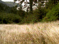 autumn meadow landscape1980s 1990s A4 Photo Print
