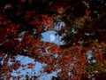 autumn moon trees1980s 1990s A4 Photo Print