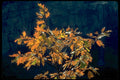 autumn oak canyon1980s 1990s A4 Photo Print