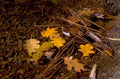 autumn oak leaves 1980s 1990s A4 Photo Print