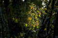 autumn oak leaves1980s 1990s A4 Photo Print