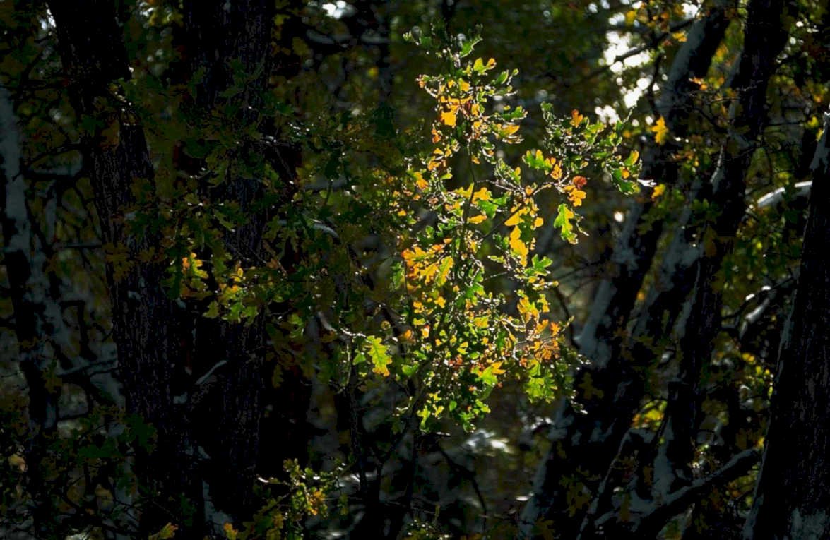 autumn oak leaves1980s 1990s A4 Photo Print