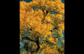 autumn oak rockies Vintage A4 Photo Print