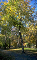autumn park manhattan 1980s 1990s A4 Photo Print